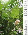 Fresh young white carunda fruits 12014244