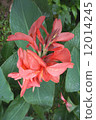 Fresh pink Canna or Indian shot flower with raindrops 12014245
