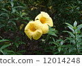 Fresh two yellow Allamanda cathartica flower on the tree 12014248