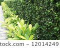 Camonia retusa Vahl Masam and Chinese Banyan tree in the garden 12014249