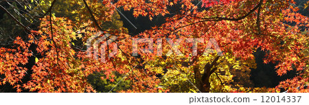 Konami河秋葉 12014337