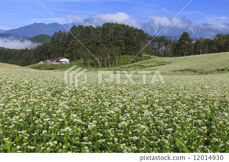 在Nakayama高原的蕎麥花 12014930