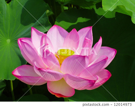 A lotus A lotus 12014973