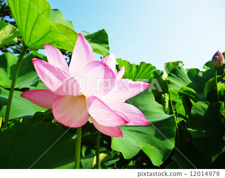 A lotus A lotus 12014979
