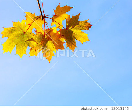 Autumn background Autumn background 12015145