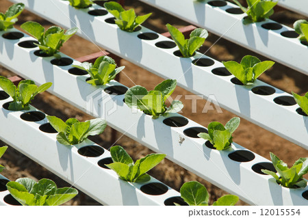 Hydroponic 12015554