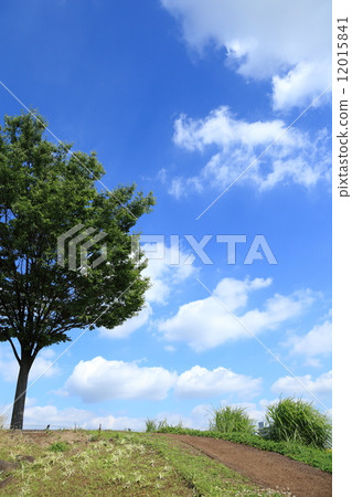 Blue sky and tree 12015841