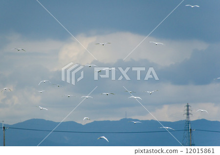 A group of hare 12015861