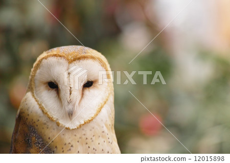 Barn owl 12015898