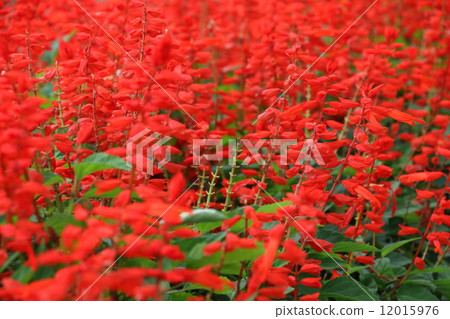Salvia 12015976