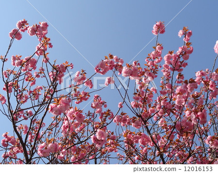 Double cherry tree 1 Double cherry tree 1 12016153