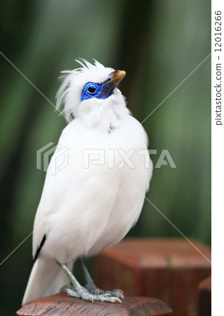 Bali Myna bird, Hong Kong 12016266