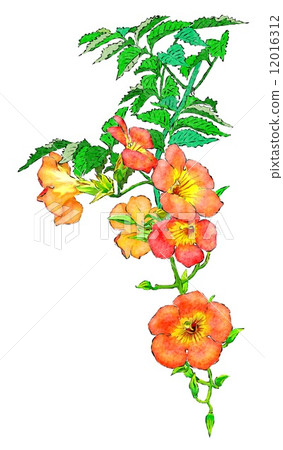 凌霄花 凌霄花 12016312