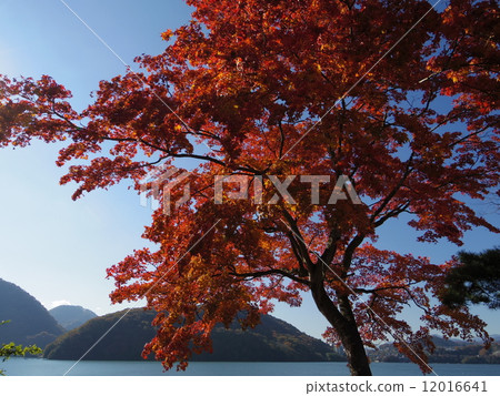 Autumn leaves of Sagami-ko 12016641