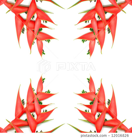 Heliconia isolated Heliconia isolated 12016826