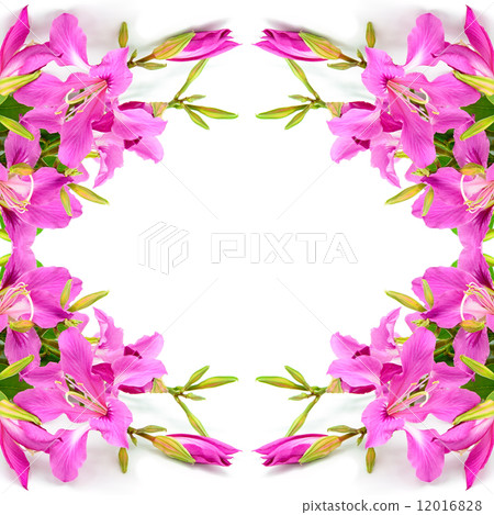 Bauhinia purpurea Bauhinia purpurea 12016828