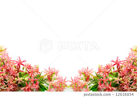 Rangoon Creeper Rangoon Creeper 12016834