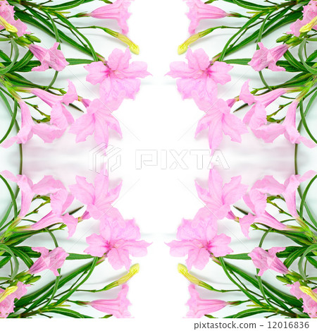 Ruellia Ruellia 12016836
