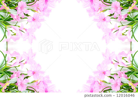 Ruellia Ruellia 12016846