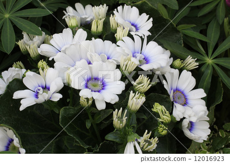 Cineraria 12016923