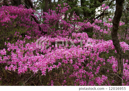 Mitsuba杜鵑花 Mitsuba杜鵑花 12016955