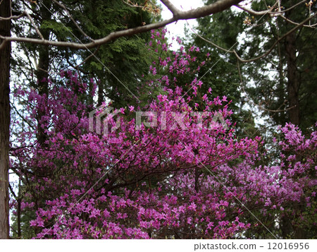 Mitsuba杜鵑花 Mitsuba杜鵑花 12016956