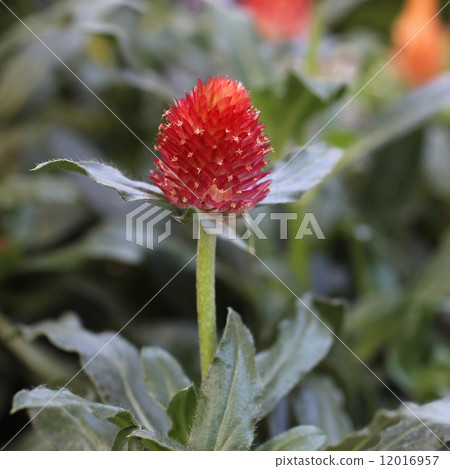 Sennichikou·煙花 Sennichikou·煙花 12016957