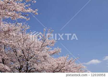 櫻花 櫻花 12016958