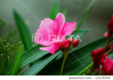 夏天花豹子花 12016989