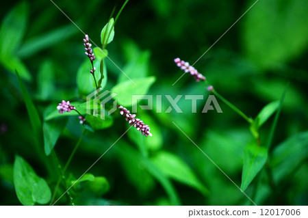 Flowering of Inutaden with grass Flowering of Inutaden with grass 12017006
