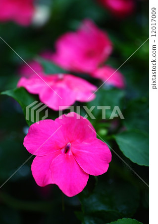 鳳仙花紅色的花 12017009