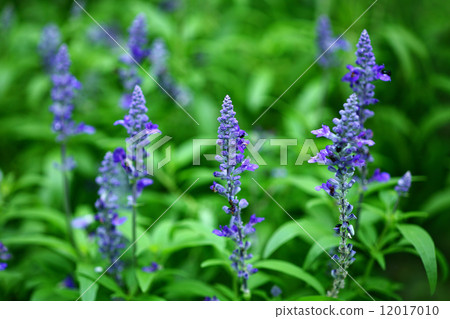 藍色丹參花 藍色丹參花 12017010