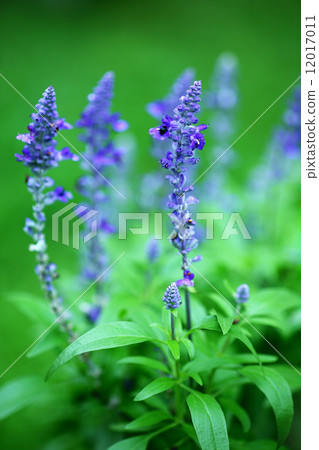 Blue salvia flowers 12017011