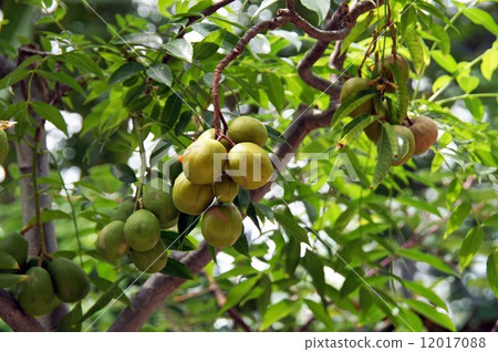 A little colored · Fruit of egg A little colored · Fruit of egg 12017088