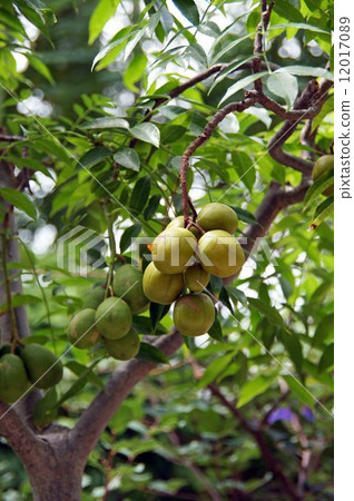 A little colored · Fruit of egg 12017089