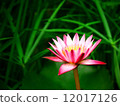 Beautiful lotus bloom in my pot. 12017126