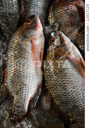 Tilapia sold in the markets. Tilapia sold in the markets. 12017129