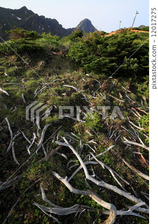 Yatsugatake山脈·Akaiwa的頭部枯萎松樹和菠蘿·Akakeyama 12017275