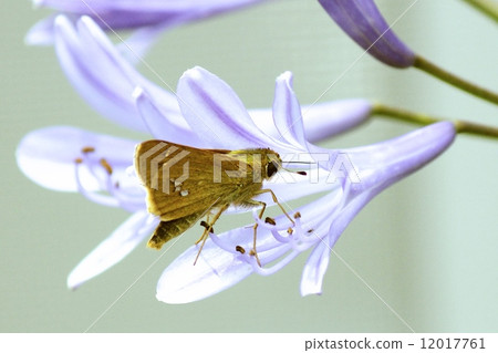 Ichimon dieselis Ichimon dieselis 12017761