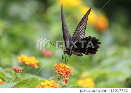 Protenor德米特里克拉默 Protenor德米特里克拉默 12017762