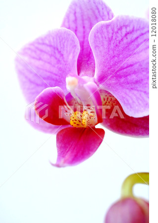 迷你蝴蝶蘭蘭花 12018080