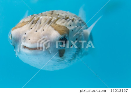 豪豬魚 12018167