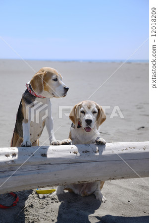 Beagle Beagle 12018209