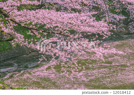 櫻花和花筏的Chidorigafuchi 12018412