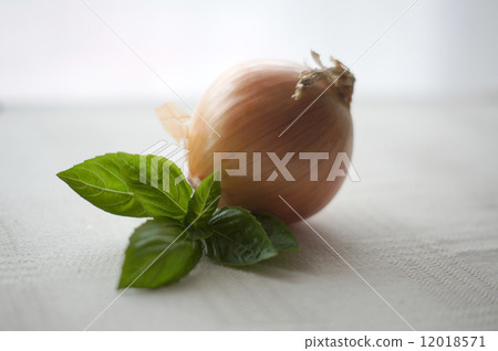 Onion and basil Onion and basil 12018571