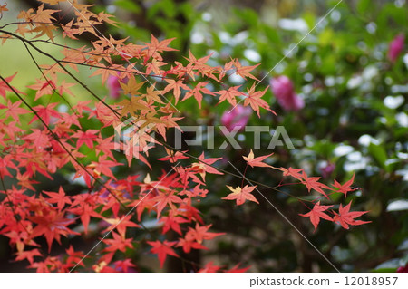 Maple 2 Maple 2 12018957