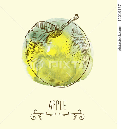 fresh useful eco-friendly apple fresh useful eco-friendly apple 12019187