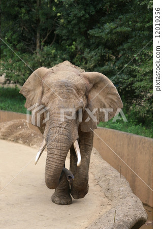 走非洲大象 12019256