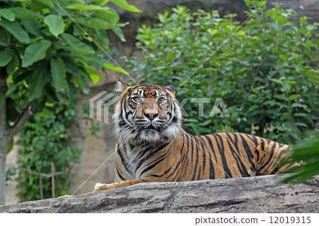 Sumatran tiger 12019315