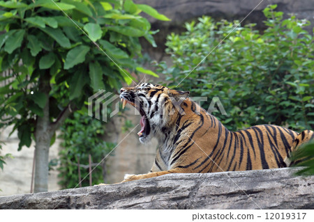 打哈欠的老虎 12019317